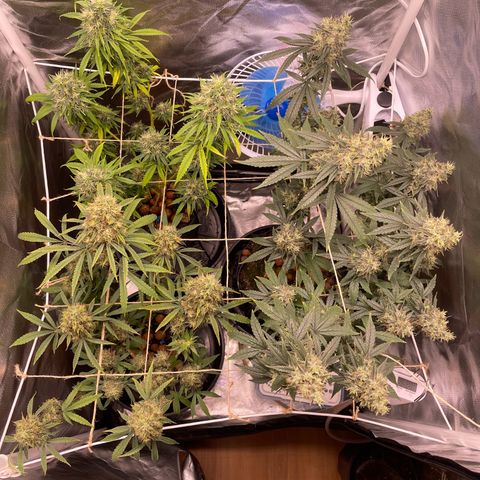 Ciclo #02 Clones growlog timeline photo