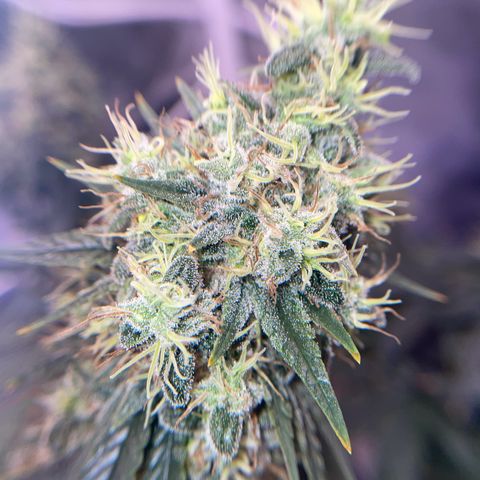 Ciclo #03 Skunk Genérica  growlog timeline photo