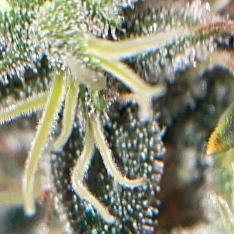 Ciclo #03 Skunk Genérica  growlog timeline photo