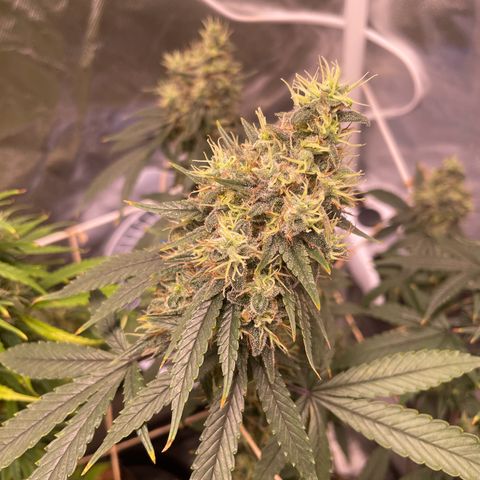 Ciclo #03 Skunk Genérica  growlog timeline photo