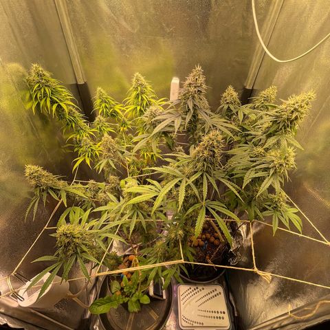 Ciclo #02 Clones growlog timeline photo