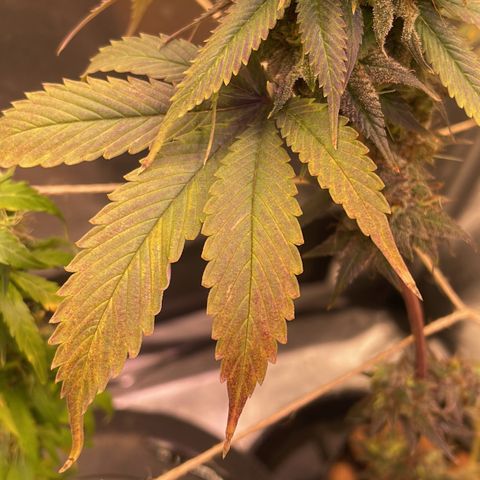 Ciclo #03 Skunk Genérica  growlog photo: Reta final. Indo para o escuro por 24h para fazer a colheita. 