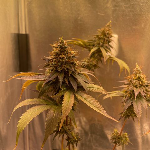 Ciclo #03 Skunk Genérica  growlog photo: Reta final. Indo para o escuro por 24h para fazer a colheita. 