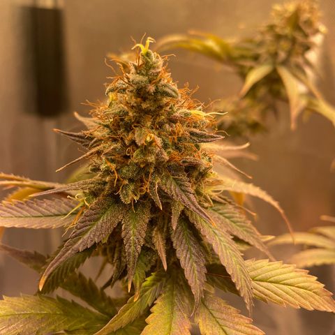 Ciclo #03 Skunk Genérica  growlog photo: Reta final. Indo para o escuro por 24h para fazer a colheita. 