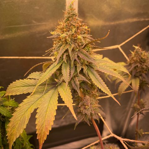 Ciclo #03 Skunk Genérica  growlog photo: Reta final. Indo para o escuro por 24h para fazer a colheita. 