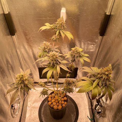 Ciclo #03 Skunk Genérica  growlog photo: Reta final. Indo para o escuro por 24h para fazer a colheita. 