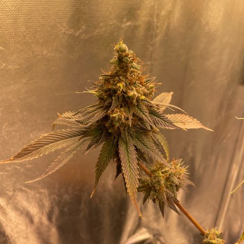 Ciclo #03 Skunk Genérica  growlog photo: Reta final. Indo para o escuro por 24h para fazer a colheita. 
