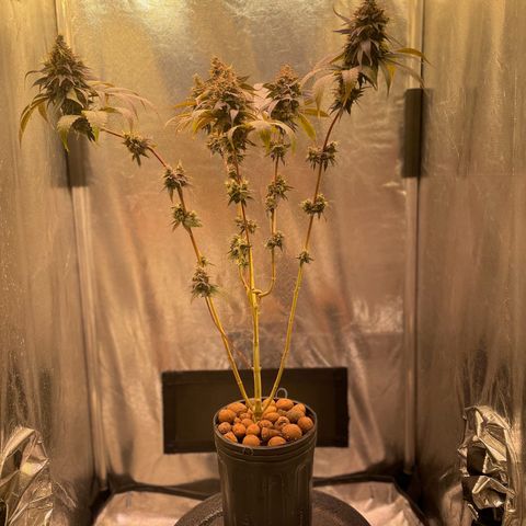 Ciclo #03 Skunk Genérica  growlog photo: Reta final. Indo para o escuro por 24h para fazer a colheita. 