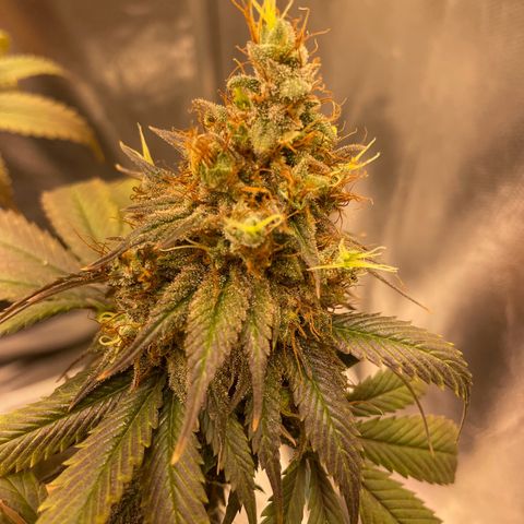 Ciclo #03 Skunk Genérica  growlog photo: Reta final. Indo para o escuro por 24h para fazer a colheita. 