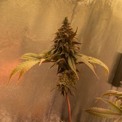 Ciclo #03 Skunk Genérica  growlog photo: Reta final. Indo para o escuro por 24h para fazer a colheita. 