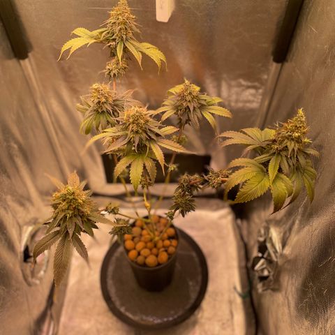 Ciclo #03 Skunk Genérica  growlog photo: Reta final. Indo para o escuro por 24h para fazer a colheita. 