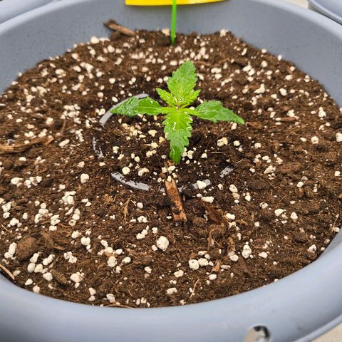 Somango XL   SCROG growlog photo