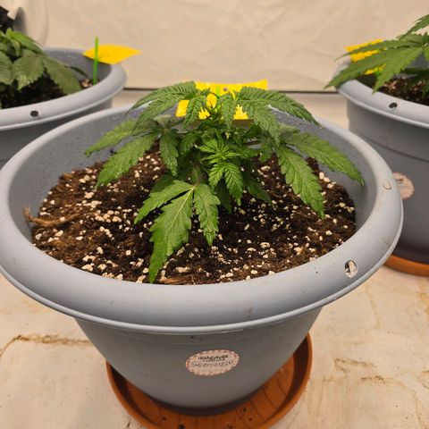 Somango XL   SCROG growlog photo