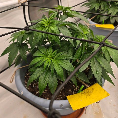 Bubblegum XL   SCROG growlog timeline photo