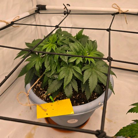 Cookies Gelato   SCROG growlog timeline photo