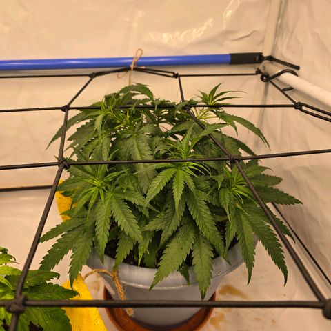 Critical    SCROG growlog timeline photo