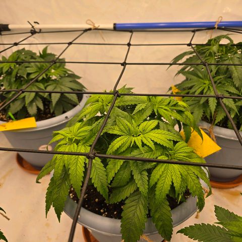 Royal Runtz   SCROG growlog timeline photo