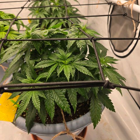 Somango XL   SCROG growlog photo