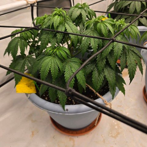 Bubblegum XL   SCROG growlog timeline photo