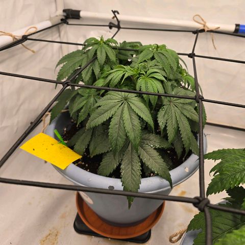 Cookies Gelato   SCROG growlog timeline photo