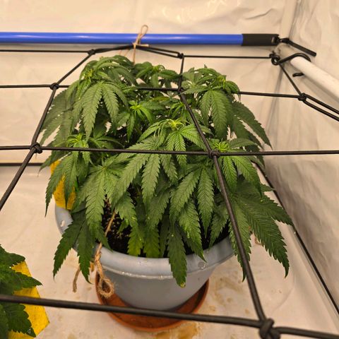 Critical    SCROG growlog timeline photo