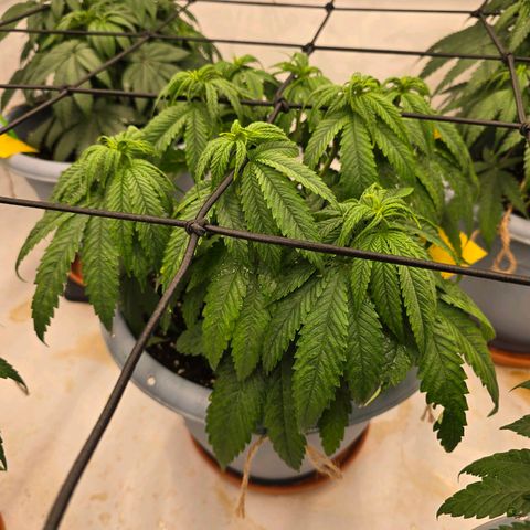 Royal Runtz   SCROG growlog timeline photo
