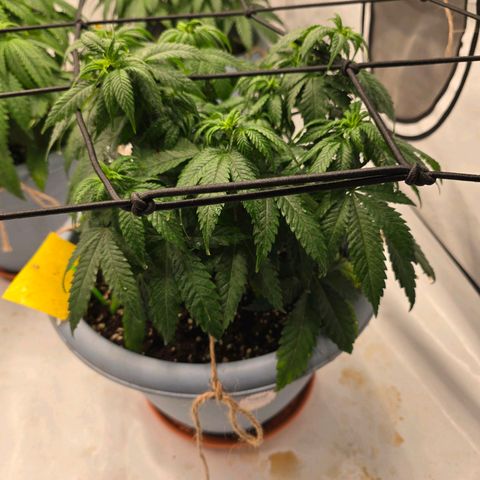 Somango XL   SCROG growlog photo