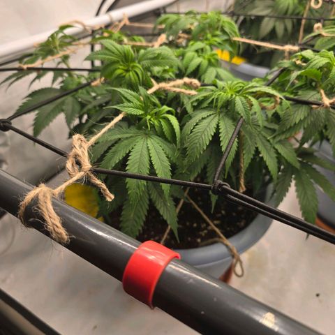 Bubblegum XL   SCROG growlog timeline photo