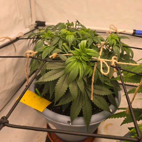 Cookies Gelato   SCROG growlog timeline photo