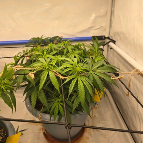 Critical    SCROG growlog timeline photo