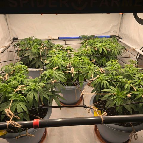 Royal Runtz   SCROG growlog photo: In der Mitte die ist die Runtz