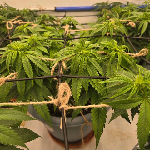 Royal Runtz   SCROG growlog photo: In der Mitte die ist die Runtz