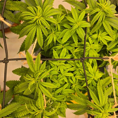 Royal Runtz   SCROG growlog photo: In der Mitte die ist die Runtz