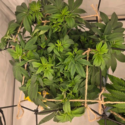 Cookies Gelato   SCROG growlog photo: Hinten links ist die Cookie Gelato