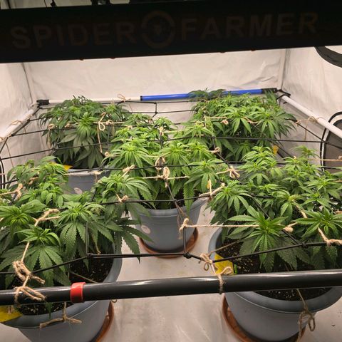 Cookies Gelato   SCROG growlog photo: Hinten links ist die Cookie Gelato