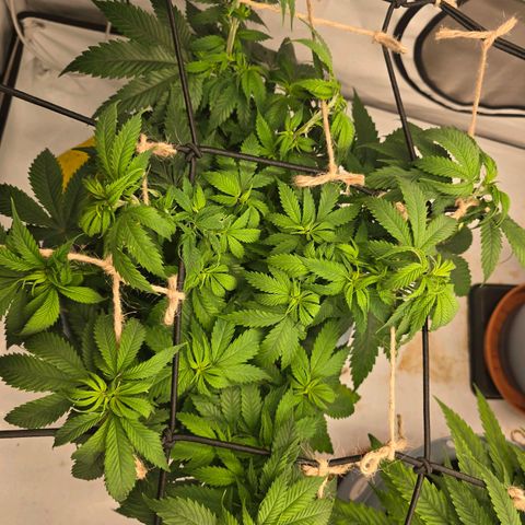 Bubblegum XL   SCROG growlog photo: Vorne links ist die Bubblegum