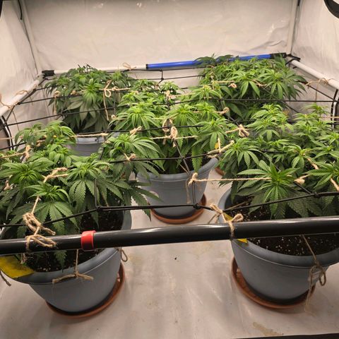 Bubblegum XL   SCROG growlog photo: Vorne links ist die Bubblegum
