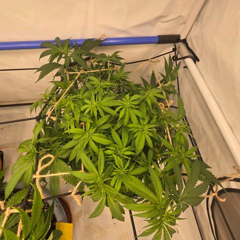 Critical    SCROG growlog photo: Hinten rechts ist die Critical