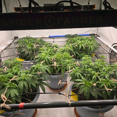 Critical    SCROG growlog photo: Hinten rechts ist die Critical