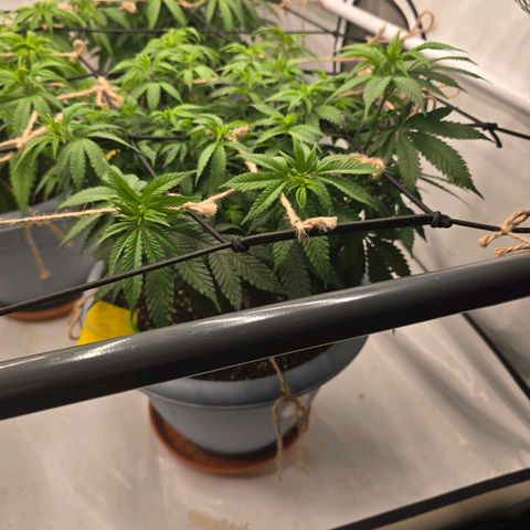 Somango XL   SCROG growlog photo: Vorne rechts ist die Somango
