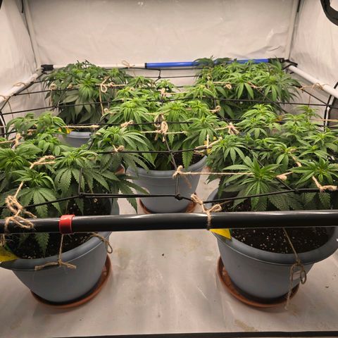 Somango XL   SCROG growlog photo