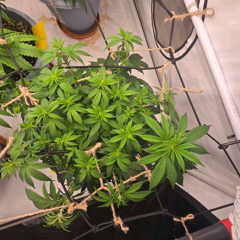 Somango XL   SCROG growlog photo: Vorne rechts ist die Somango