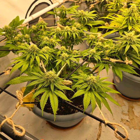 Bubblegum XL   SCROG growlog photo: Vorme links ist die Bubble Gum