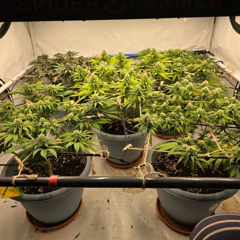 Bubblegum XL   SCROG growlog photo: Vorme links ist die Bubble Gum