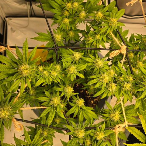 Bubblegum XL   SCROG growlog photo: Vorme links ist die Bubble Gum