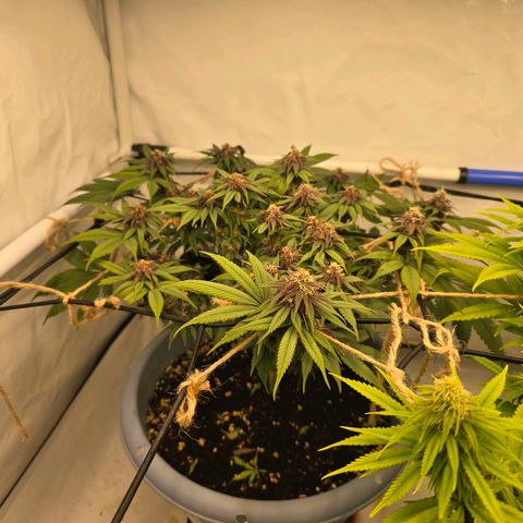 Cookies Gelato   SCROG growlog photo: Hinten links ist die Cookie Gelato