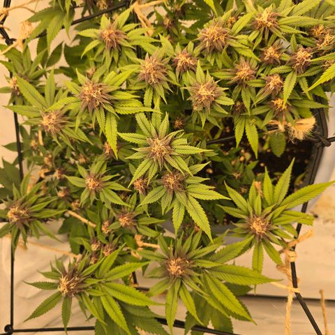 Cookies Gelato   SCROG growlog photo: Hinten links ist die Cookie Gelato