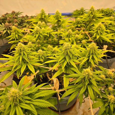 Royal Runtz   SCROG growlog photo: In der Mitte ist die Runtz
