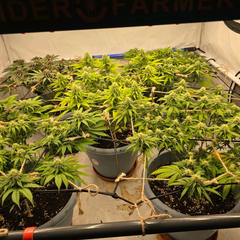 Critical    SCROG growlog photo: Hinten rechts ist die Critical