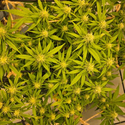 Critical    SCROG growlog photo: Hinten rechts ist die Critical